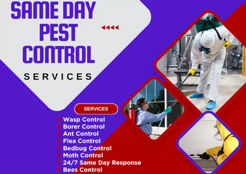 Same Day Pest Control Newport